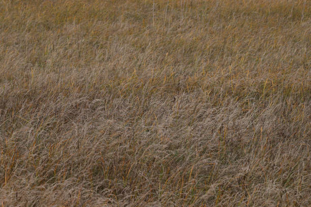 Closeup of colorful dry grass