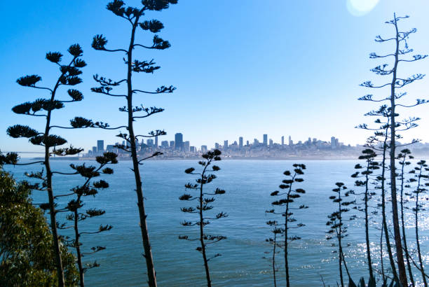A stunning view of the San Francisco skyline as seen from Alcatraz Island. The vibrant cityscape is framed by the waters of San Francisco Bay, with the towering structures standing prominently. The contrast between the urban landscape and the natural beauty of the bay creates a captivating scene, highlighting the dynamic and picturesque character of San Francisco. This perspective offers a unique glimpse of the city's architectural diversity and bustling atmosphere.