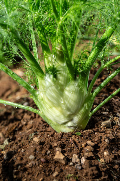 istock Fresh Young fennel crop growing with water drops 2159429110