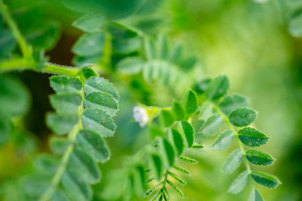 istock Chickpeas plant closeup 2159429156
