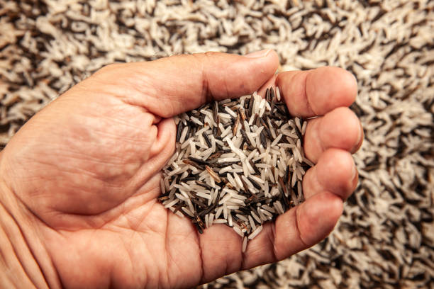 istock Hand holding Long grain white and black rice mix 2159429292