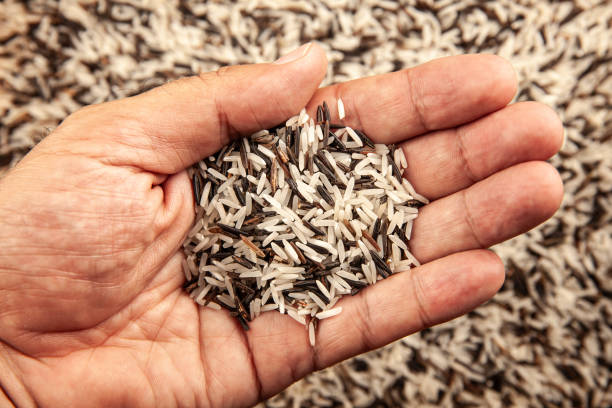 istock Hand holding Long grain white and black rice mix 2159429309