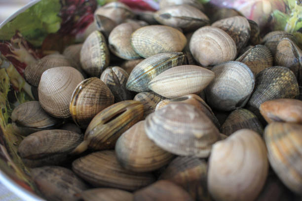 istock delicious and nutritive clams 2159429374