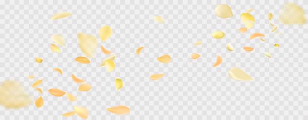 Print Yellow falling rose or sunflowers petals.Transparent panoramic horizontal background.Amber flower spring template. orange sunflower stock illustrations