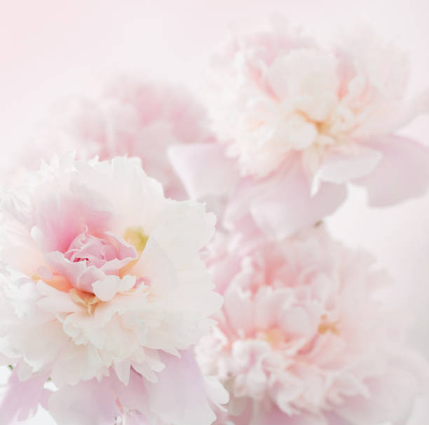 istock beautiful delicate pink peonyes clouse up 2159431793