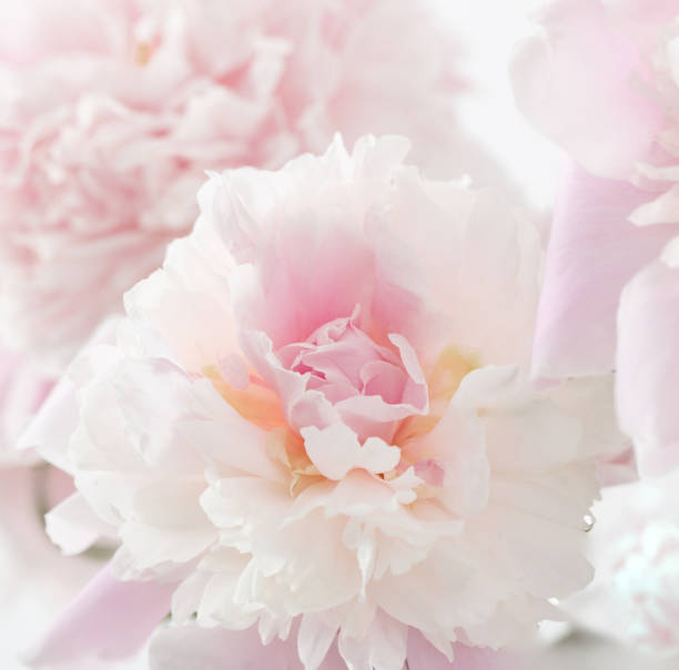 istock beautiful delicate pink peonyes clouse up 2159431798