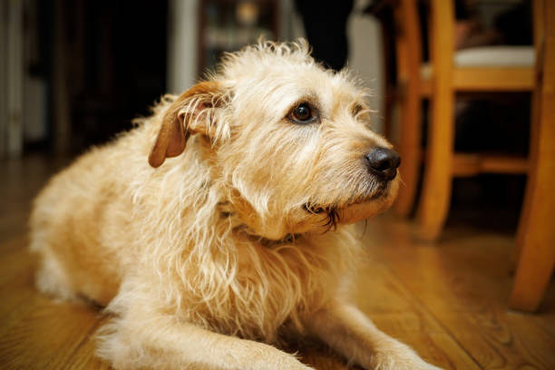 istock Close-up portrait of sad old yard dog. 2159432903