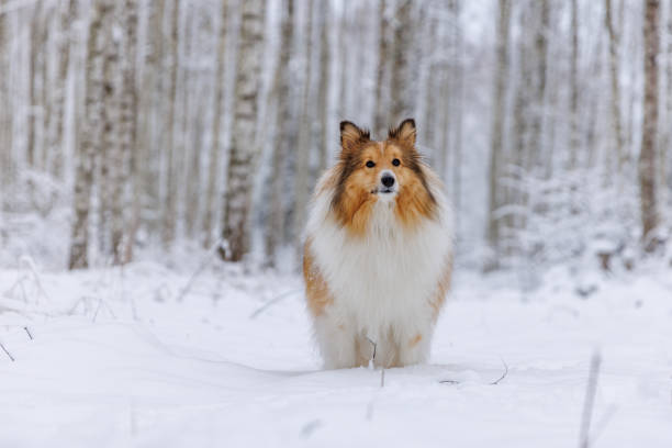 istock Shetland Sheepdog stands amidst a tranquil winter birch forest. 2159432997