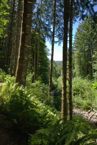 Tree covered slope next to stream on a clear day
