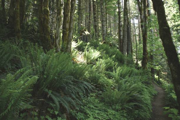 Fern covered hill in a dense woodland