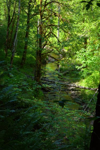 Tree covered slope next to stream on a clear day