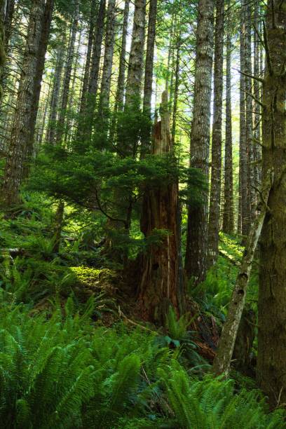Fern covered hill in a dense woodland