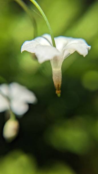 Close up of small white wildflower blossom