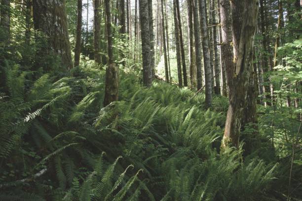 istock Fern covered hill in a dense woodland 2159435297