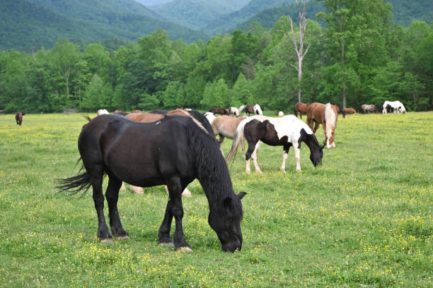 istock Herd of Horses Grazing 2159436023