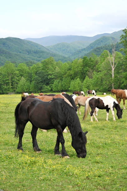 istock Herd of Horses Grazing 2159436024
