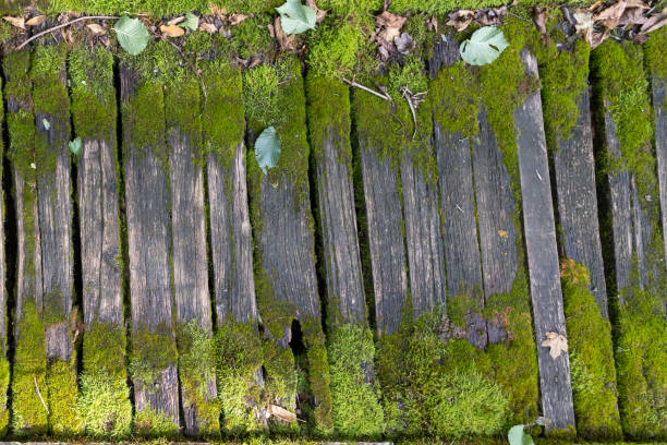 Old moss-covered wooden suspension bridge planks