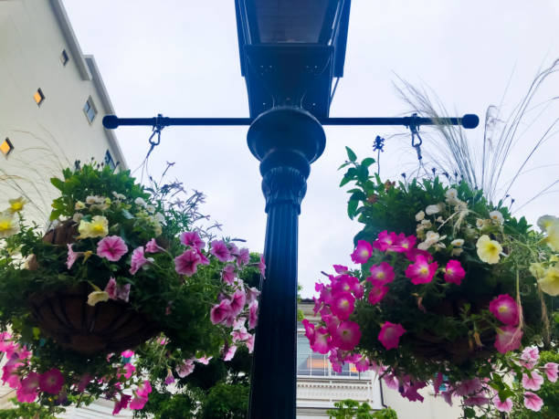 istock various petunia hanging on retro streetlight 2159438410