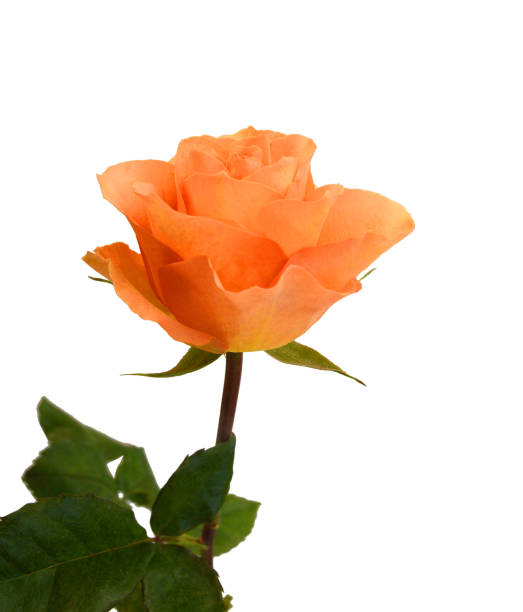 istock Orange rose isolated on white background 2159439206