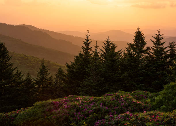 istock Sunset over blooming rhododendron in the Appalachian Mountains 2159440120