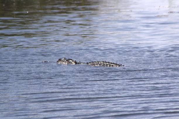 istock Large and small alligators in the Everglades. 2159440997