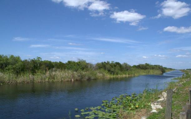 istock The greenery and flowers in the Everglades FL. 2159441002