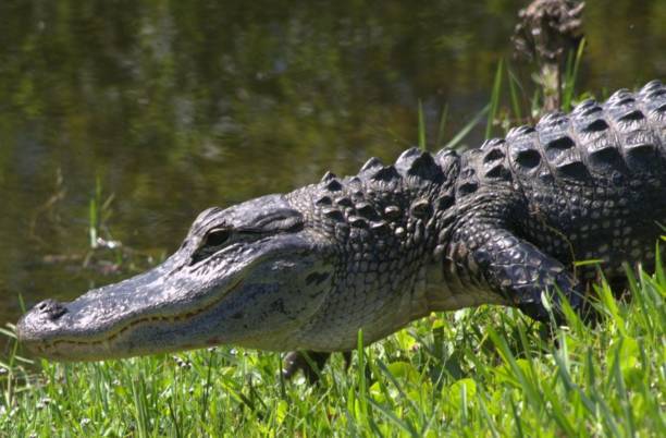 istock Large and small alligators in the Everglades. 2159441013