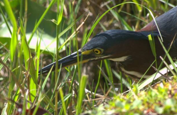 istock Animals that we find in the Everglades. 2159441047