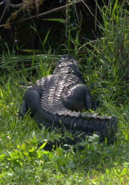 The alligator is a genus of crocodilian reptile. It can meet in marshy freshwater like here in the Everglades (Florida). It has a long, stocky body and proves to be a formidable swimmer.
