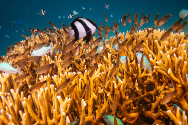 istock Fish schooling above healthy coral reef 2159444221