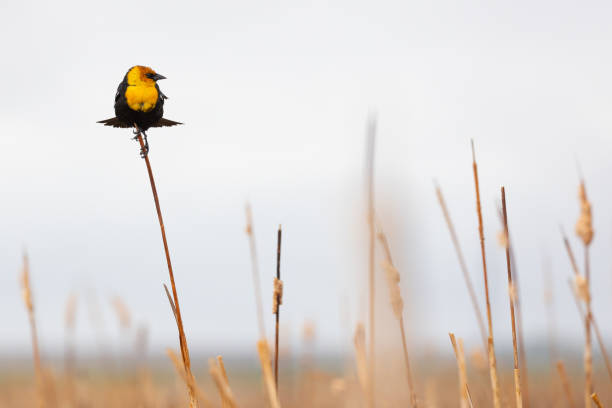 istock Yellow-headed Blackbird on dry reeds in a marsh 2159445672