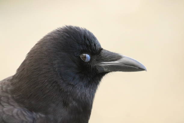 istock Crow blinking its nictitating membrane eyelid 2159445685