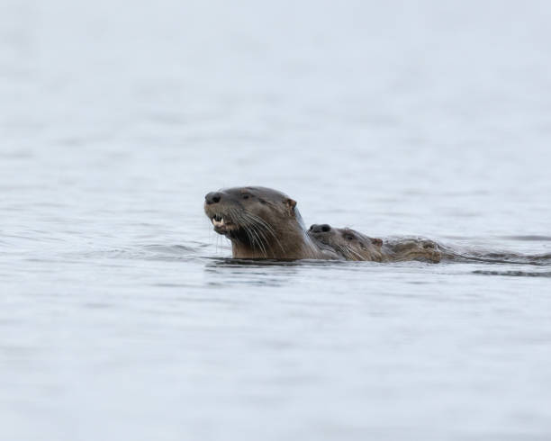 istock Pair of North American River Otters mating while swimming 2159445829