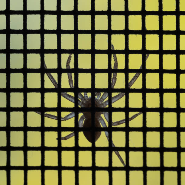 istock Small spider on other side of screen 2159445837