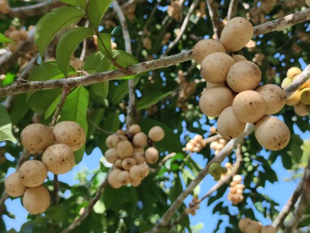 istock Lansat Fruits from District Aceh Besar 2159447553