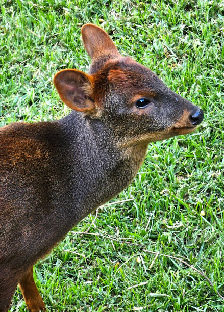 Pudu, Pudu mephistopheles, portrait of a baby pudu little deer on a green background