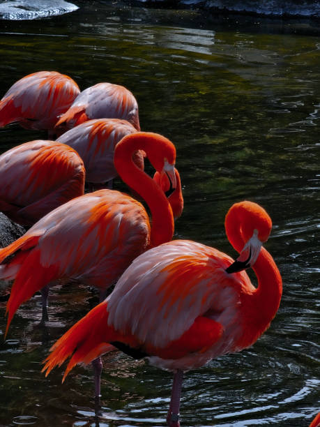 istock Tropical flamingo walking on water 2159447852