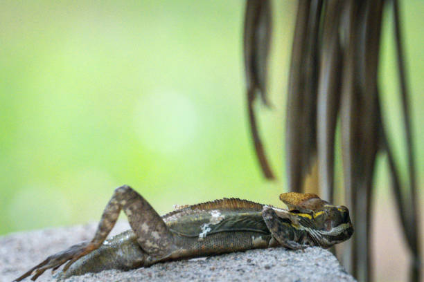 brown basilisk in Toledo in Belize