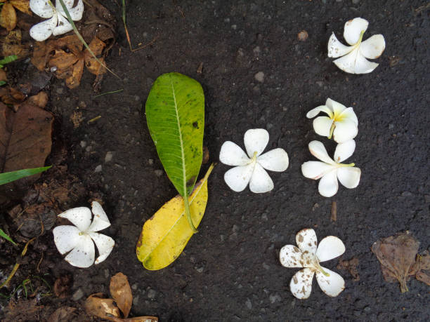 istock Some frangipani flowers fall on the road 2159450481