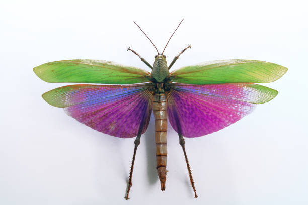 Colorful dragonfly isolated on white background.  Vibrant insect with wings against white backdrop