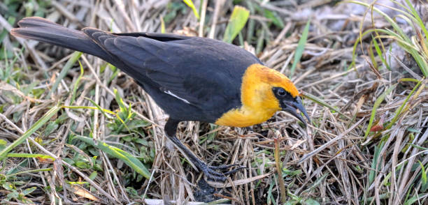 istock yellow headed blackbird, Burnaby, BC, Canada 2159452578