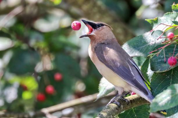 istock Cedar waxwing eating berries in a park 2159452633