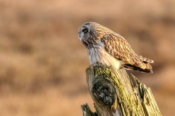istock short-eared owl perching on a wooden pole, British Columbia, Canada 2159452637