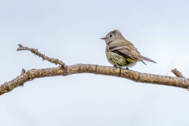 istock Hammond's Flycatcher perched on a tree branch, North Vancouver, BC, Canada 2159452672