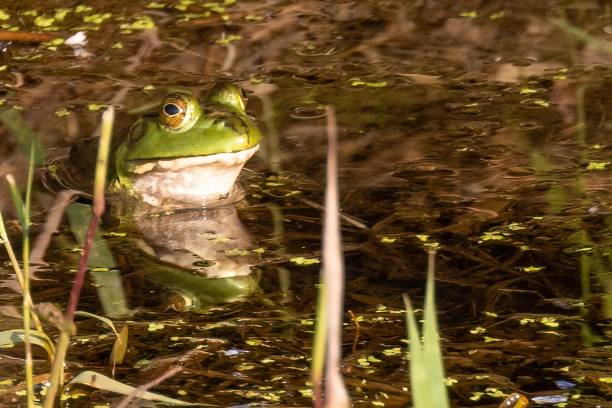 istock American Bullfrog in a park 2159452760