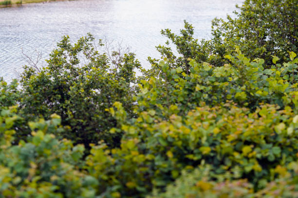 a river bank overgrown with plants, daylight tilt shift shot