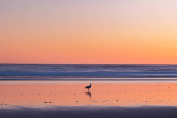 Seagull is flying on the sea at sunset.