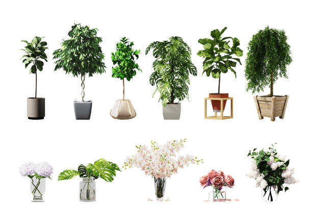 Plant set in vase isolated on white background.3d rendering with Clipping Path