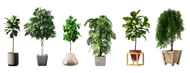 istock Plant set in vase isolated on white background.3d rendering 2159455642