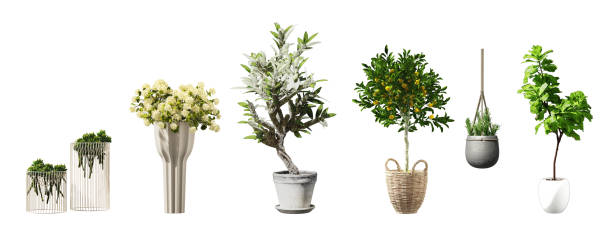 istock Plant set in vase isolated on white background.3d rendering 2159455643